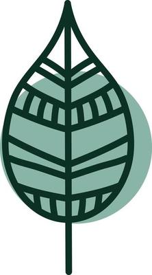 Green botanical leaf, illustration, vector, on a white background.