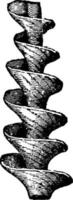 Archimedes Mollusk, vintage illustration vector