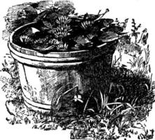 Tub of Water-Lilies, vintage illustration. vector