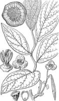 Anthers, Botany, Bragantia, Blumei, flower, flowers, leaves, plant, seed, stigma, wood vintage illustration. vector