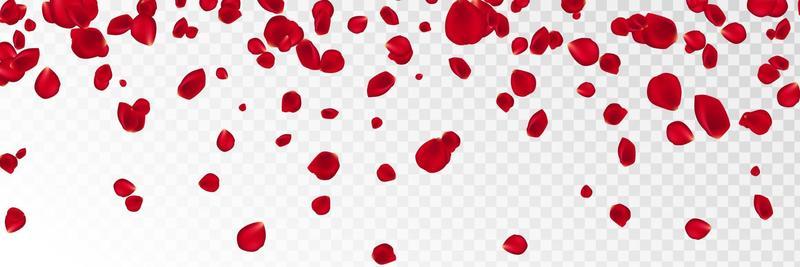 Abstract background with flying red rose petals on a white transparent  background. Vector illustration. EPS 10. Rose petals vector illustration  Stock Vector Image & Art - Alamy