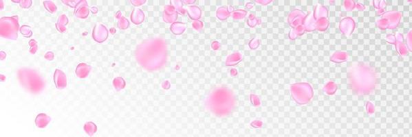 Flowers petals falling on vector transparent background. Wedding, Valentine or Women day pink floral blossoms flying in wind whirl backdrop