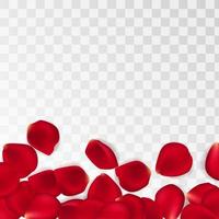 Red rose petals against white background. Eps 10 vector. Vector red rose petals background.