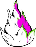Dragon fruit drawing, illustration, vector on white background.