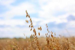 Close-up of ripe golden ears rye, oat or wheat swaying in the light wind on sky background in field. The concept of agriculture. The wheat field is ready for harvesting. The world food crisis. photo