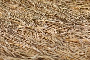 cerca de espiguillas doradas de trigo en el campo. grandes orejas doradas maduras de trigo contra el fondo amarillo del campo. primer plano, naturaleza. la idea de una rica cosecha de verano, agricultura foto