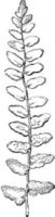 Frond of Nothochlaena Sinuata vintage illustration. vector