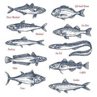 iconos de dibujo vectorial de peces marinos y oceánicos vector