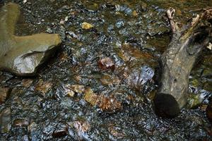 arroyo de montaña que fluye con agua transparente y piedras en el fondo foto