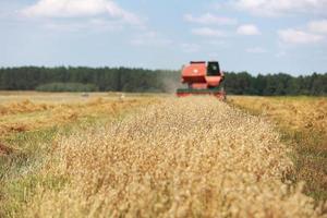 combine harvester driving through field collecting grain in summer. Harvesting of early grains and winter wheat. Agricultural machinery rides to camera collecting wheat. Cultivation of organic wheat. photo