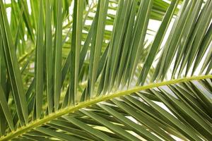 Green palm leaf. Tropical island jungle abstract photo. Sunny day in exotic place. Tourist hotel or resort banner template. Fluffy leaf of coconut palm tree. Tropical paradise photo