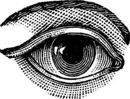 Eye, vintage illustration vector