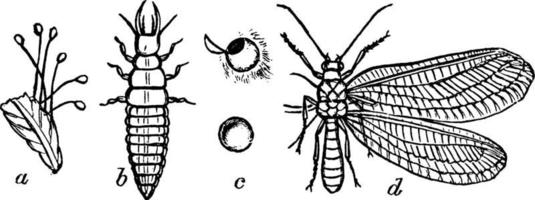 Lacewing Fly, vintage illustration. vector