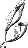 Pitcher-plant vintage illustration. vector