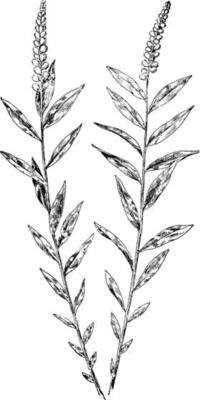 Seneca Snakeroot vintage illustration.