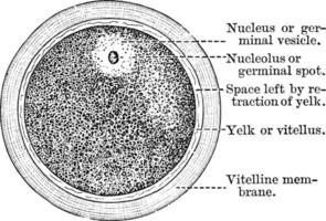 A Diagram of the Human Ovum, vintage illustration. vector