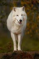 lobo ártico en otoño foto