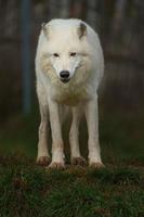 lobo ártico en otoño foto