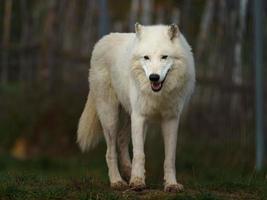 lobo ártico en otoño foto