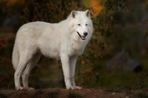 lobo ártico en otoño foto