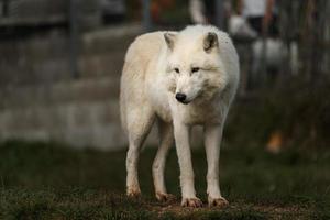 lobo ártico en otoño foto