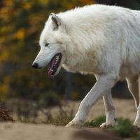 Arctic wolf in autumn photo