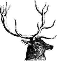 Stag Head, vintage illustration. vector