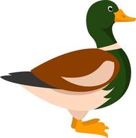 Wild duck, illustration, vector on white background