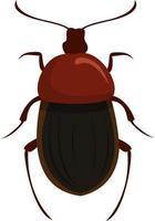 silphidae, ilustración, vector sobre fondo blanco