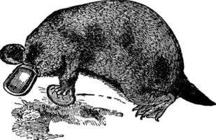 Platypus, vintage illustration. vector