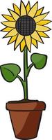 Sunflower, illustration, vector on white background.