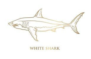 Vector gold line drawing of a great white shark on a white background.