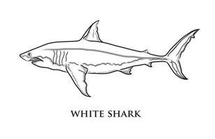 Vector black line drawing of a great white shark on a white background.