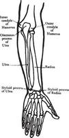 vista posterior de los huesos del antebrazo, ilustración antigua. vector