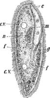 Paramecia, vintage illustration vector