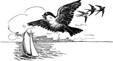 Sparrow, vintage illustration. vector