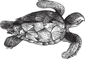 Hawkbell Turtle, vintage illustration. vector