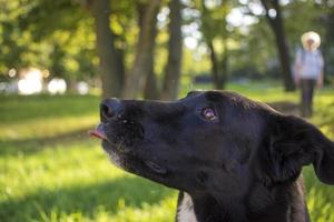 retrato de un perro blanco y negro en un parque foto