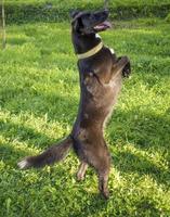 perro negro está de pie sobre las patas traseras foto