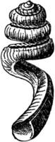 caracol gusano hendido, ilustración vintage. vector