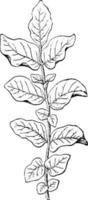 Potato Plant Leaf vintage illustration. vector