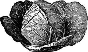 Cabbage vintage illustration. vector