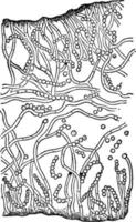 Thallus or Collema conglomeratum, vintage illustration. vector