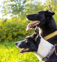 head shot of three dogs of blurry green background. Side profile view photo