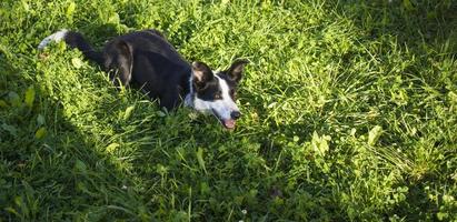 Dog is lying in grass in park. The breed is Border collie. Background is green. banner with copy space photo