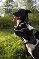 head shot of three dogs of blurry green background. Side profile view photo