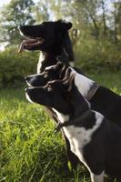 head shot of three dogs of blurry green background. Side profile view photo