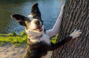 the dog is hiding behind a tree. Border Collie the lake shore in summer. a dog looks out from behind a tree photo