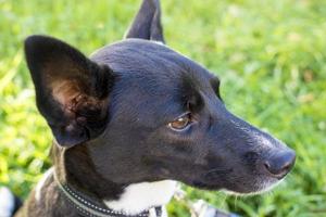 Portrait of a black and white dog in a Park photo