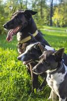 head shot of three dogs of blurry green background. Side profile view photo